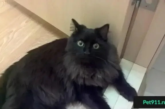 Найдена черная кошка (Уктус, Екатеринбург)