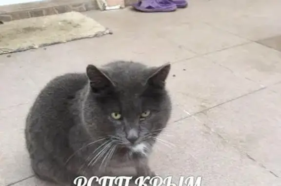 Найден котик в районе Горпищенко, ищем старых хозяев!