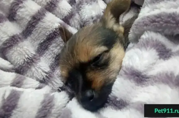 Пропала собака Мухтар в Невинномысске