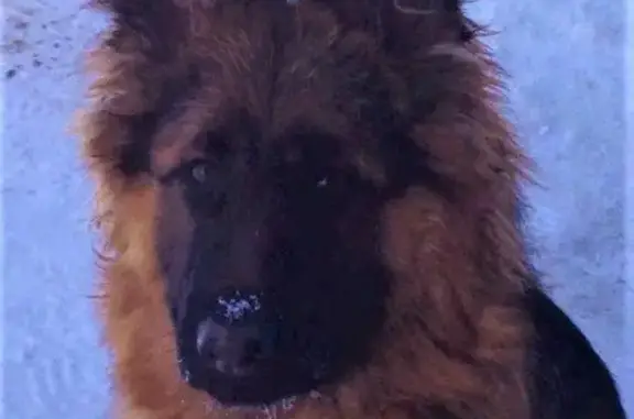 Пропала собака в Нефтекамске, вознаграждение гарантировано