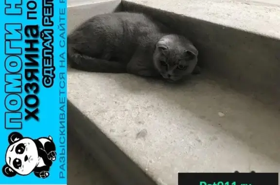 Найдена британская кошка в Красногорске