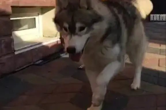 Пропала собака Орлан в Загородном районе Москвы
