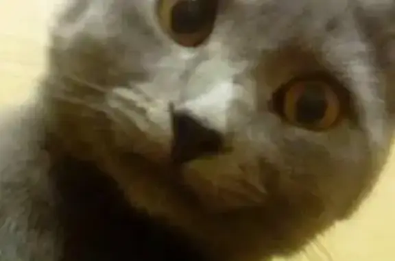 Найден серый кот в Заводском районе, ищет хозяина