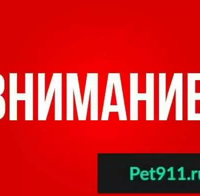 Найдена агрессивная собака на К.Маркса, Москва