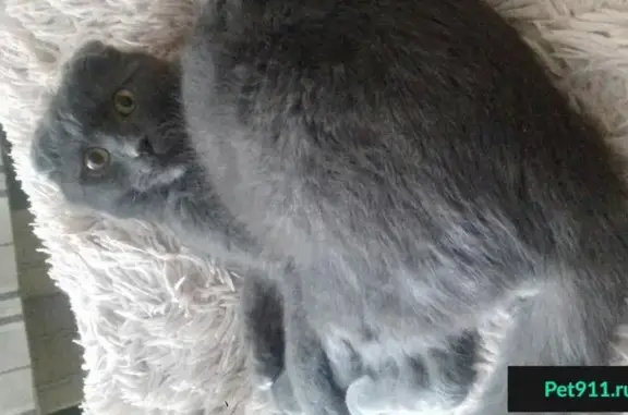 Найден британский кот на Б.Рябикова в Ангарске