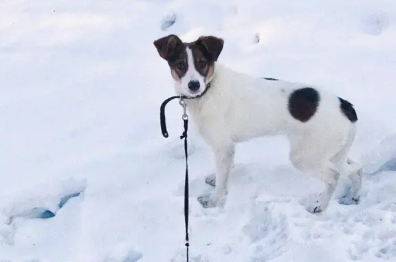 Найдена собака в Белово!