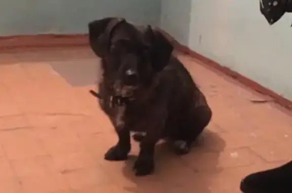 Найден ухоженный пёс в Ангарске, нужна передержка