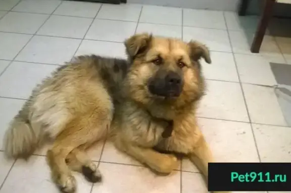 Собака найдена в Южном Чертаново, Москва