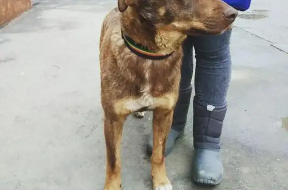Найден пёс в районе Красной Пресни, Москва