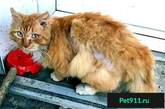 Найден кот в Рязани