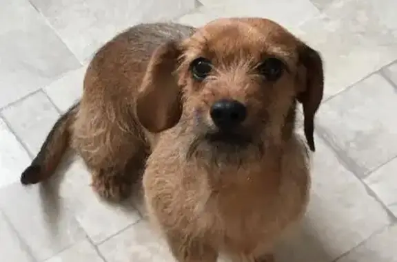 Найдена собака в Можайском р-оне Москвы