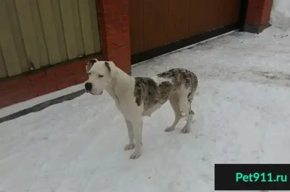 Найдена собака в Домодедовском районе