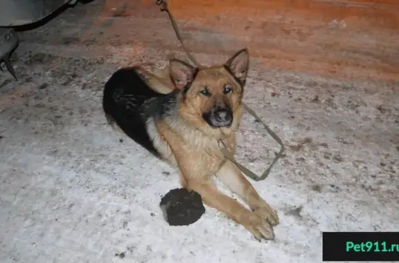 Найдена собака, ищем хозяина в СПб