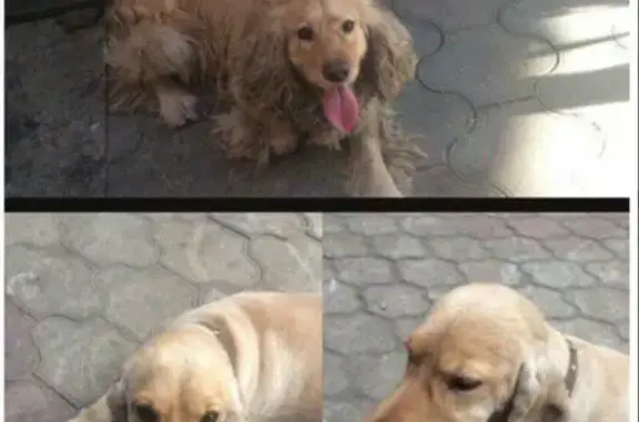 Пропала собака в Ростове, помогите найти!
