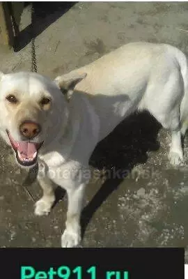 Пропала собака в Ленинском районе, Новосибирск - помогите найти!