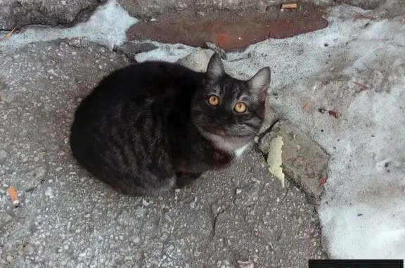 Найдена домашняя кошка в Ульяновске