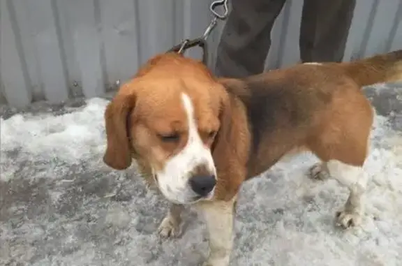 Найден пес возле дома в Прокопьевске