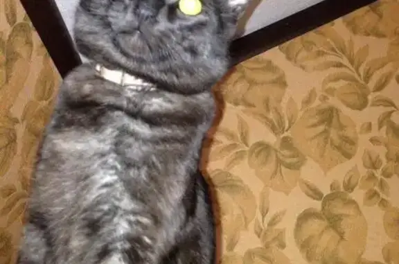 Потерянные животные Новокуйбышевск, фото: Пропал кот в Новокуйбышевске, ул. Железнодорожная/ул. Новая