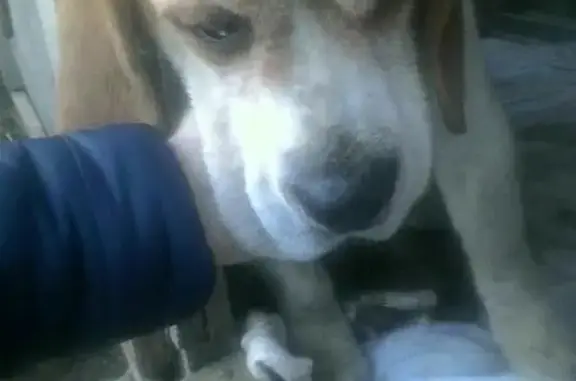 Найдена собака в Цыбанобалке, Владикавказ