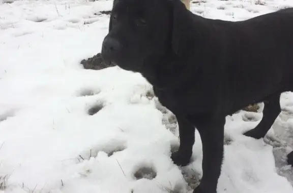 Найдена собака в Минске, без ошейника