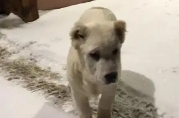 Пропала собака в Коврове, вознаграждение за находку