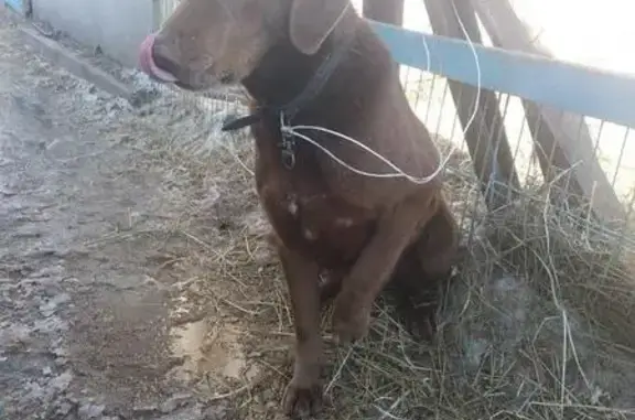 Найден пёс в Новотроицке