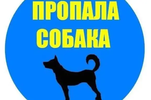 Пропала собака в Чапаевске: ул. Кооперативная, имя Челси, привита и стерилизована.