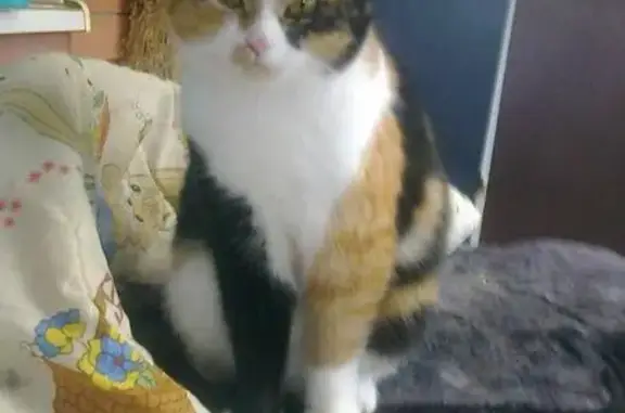 Пропала кошка Муся в Батайске, Ростовская область
