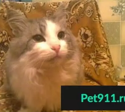 Кошки потеряшки, Извал, фото: Потеряшка кошка в деревне Шарапово, Костромская область