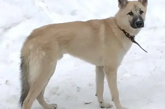 Найдена собака возле Челюскинского леса в Мытищах