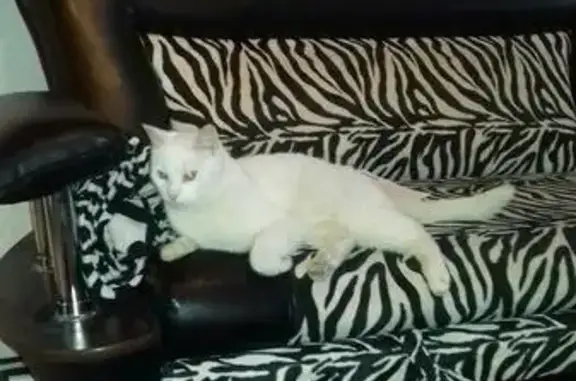 Найдена кошка в Череповце, ищем дом