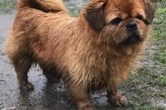 Найдена домашняя собака в Краснодаре, р-он Немецкой деревни.