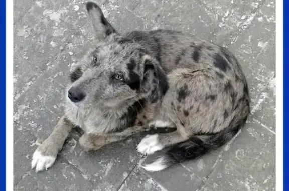 Собака в красном ошейнике найдена в Иваново