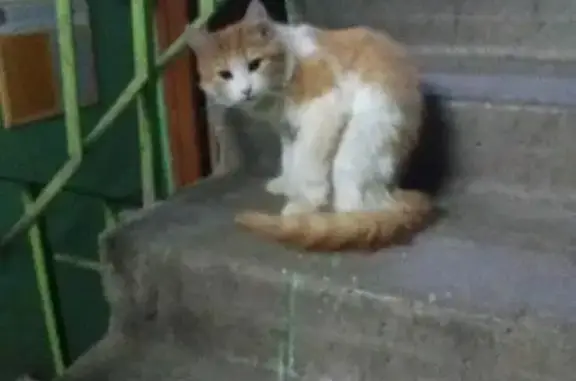 Найдена кошка в г. Егорьевск МО