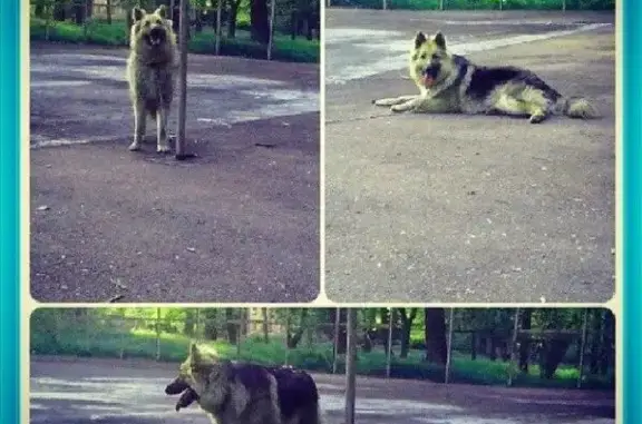 Пропала собака Арчи в Санкт-Петербурге