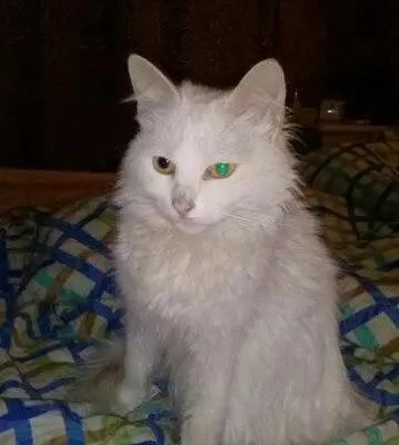 Найдена кошка на Запольной, Смоленск