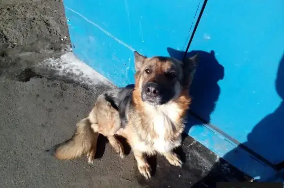 Найден щенок овчарки в районе Семена-Давыдова, хозяин отзовись!