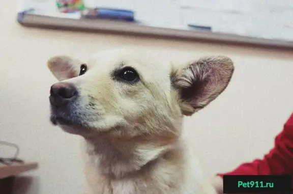 Найдена собака ищет хозяина в Хабаровске