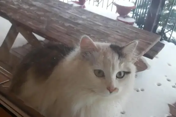 Найдена кошка в Наро-Фоминске