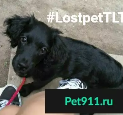 Пропала собака в Тольятти на центральном рынке
