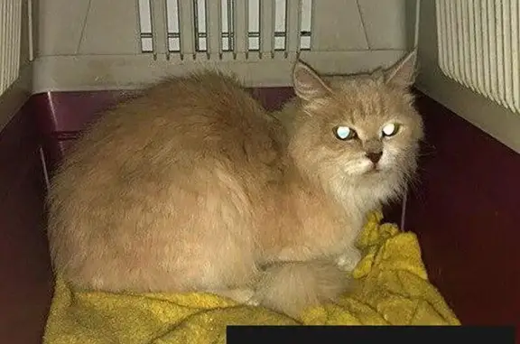Найдена кошка Москва МО