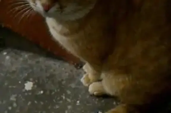 Найдена кошка в Тюмени от населения
