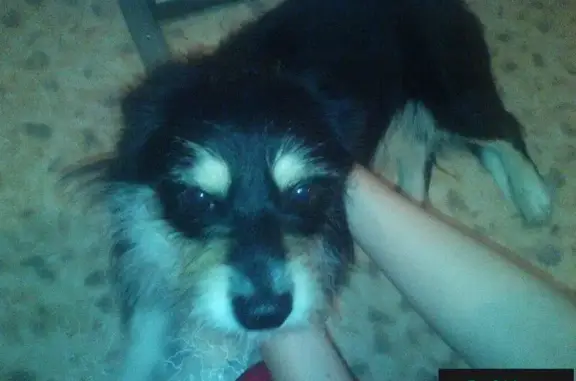 Найдена собака на остановке ДК Краза в Красноярске