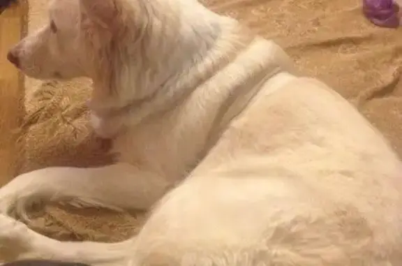 Найдена собака у больницы на Вербовой в Муроме