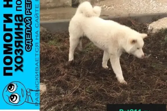 Пропала собака в Ростове, найдена порода акита-ину.