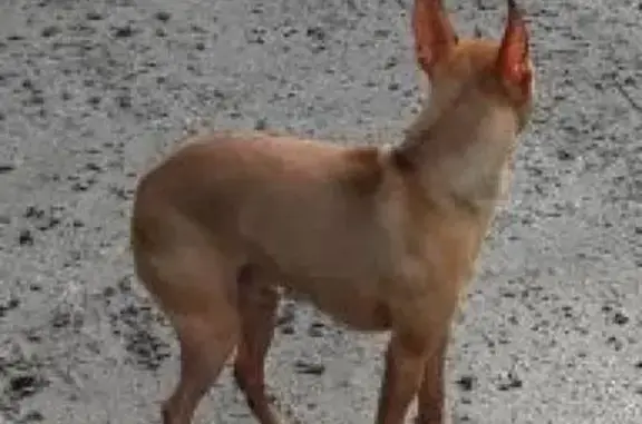 Собака найдена на пр. Кулакова, 9А в Ставрополе