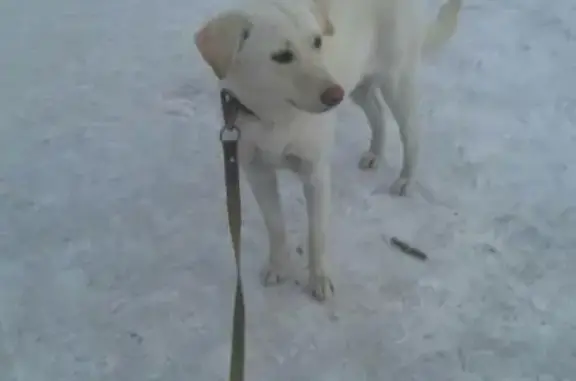 Найдена собака в Омске, ищет ответственных хозяев!