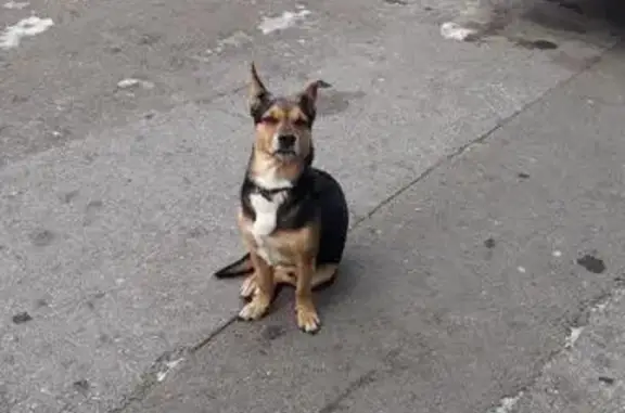 Собака потерялась в Новороссийске, ищем хозяина.