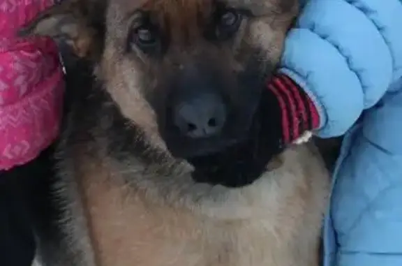 Пропала собака в Тобольске
