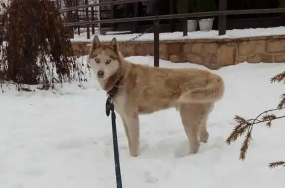 Пропала собака Буч в Твери, Заволжском районе